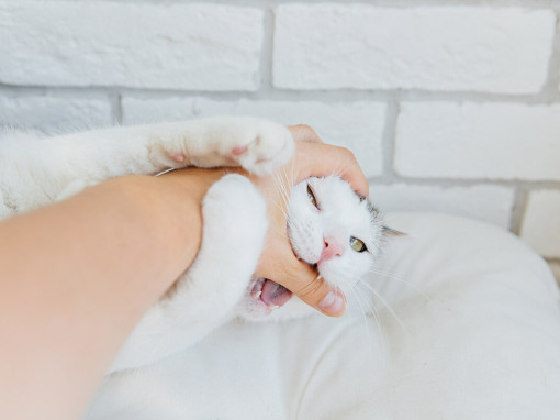кошка кусает руку