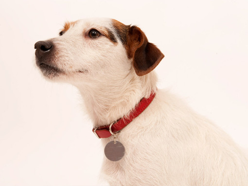 Dog with a medal and red collar