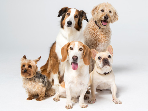 Five dogs looking at the camera