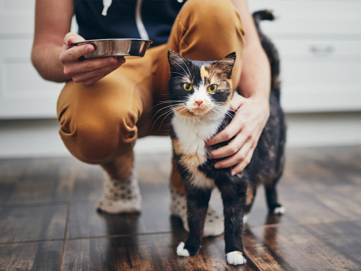 Cat looking in the camera and cat's owner holding a bowl of food