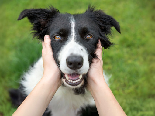 Border collie with head in owner's hands