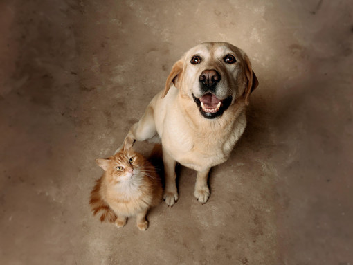 Cat and dog sitting on the floor and looking upwards