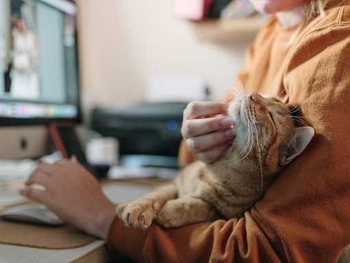 Woman working on the computer and petting a cat