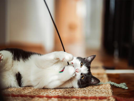 Cat playing with toy