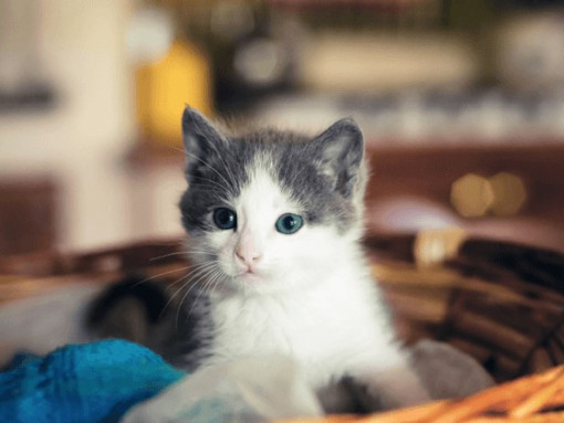Котенок лежит в корзинке