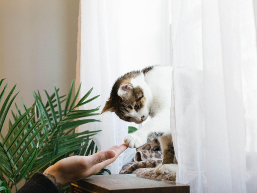 Кот дает лапку хозяину