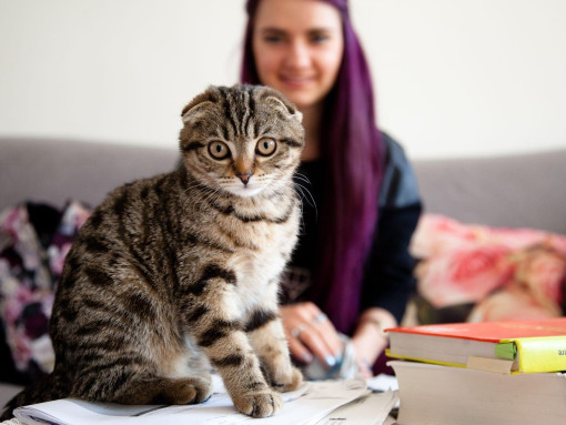 Шотландская вислоухая кошка в черепашьем окрасе