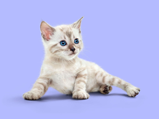 Котенок сибирской кошки