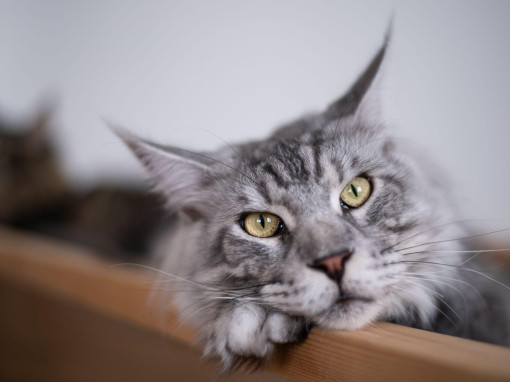 Портрет кота