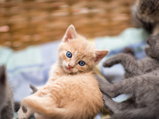 Kitten laying on a red wool knit scarf