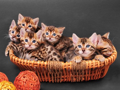 Шесть котят в корзинке