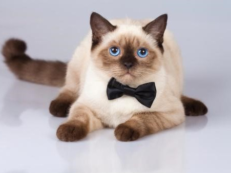 Сиамский кот в бабочке