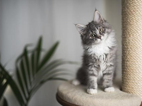 Котенок рядом с когтеточкой