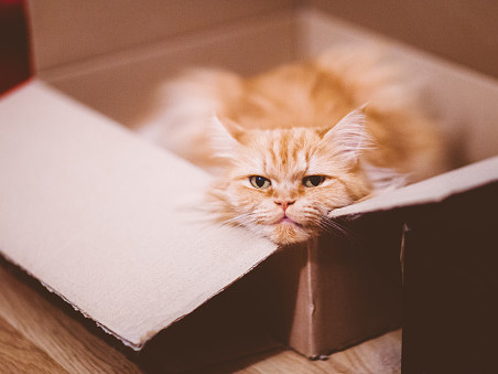 Почему коты едят траву