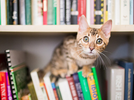 Кошка на полке с книгами