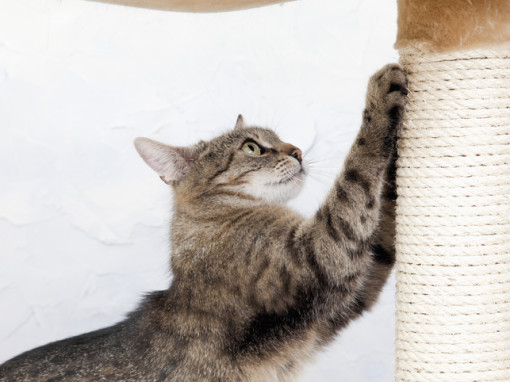 Кошка точит когти