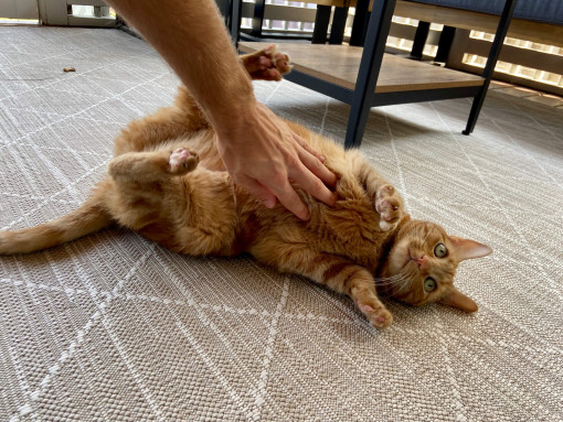 Кот лежит