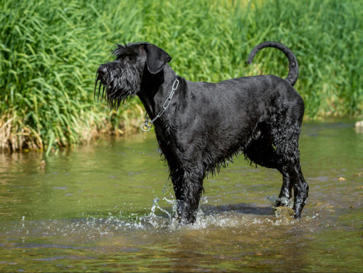 Ризеншнауцер в воде