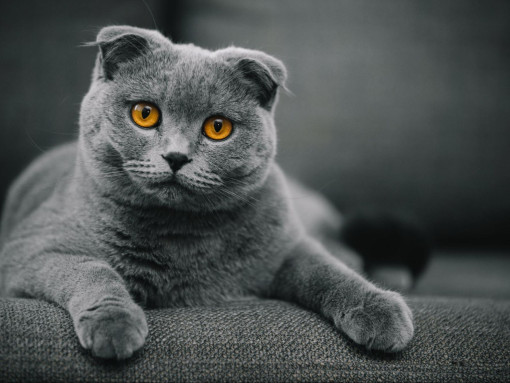 Шотландская вислоухая кошка на сером фоне