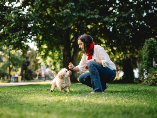 A girl playing with a dog