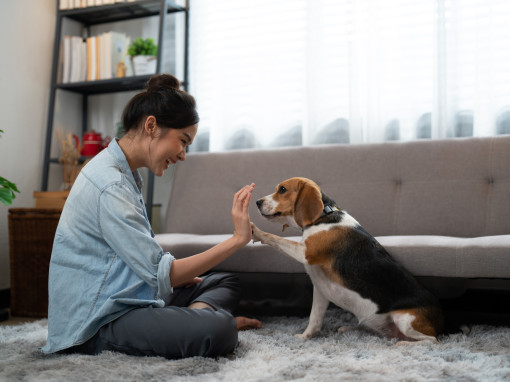 Woman working on laptop and holding dog