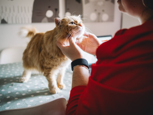 Man petting a cat