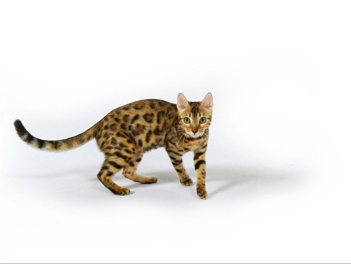 Бенгальская кошка