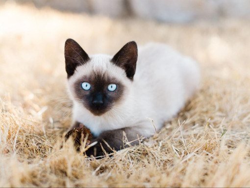 Сиамская кошка