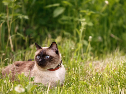 Сиамская кошка