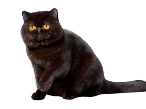 Кошка породы Экзот