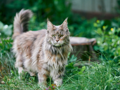 Норвежская лесная кошка
