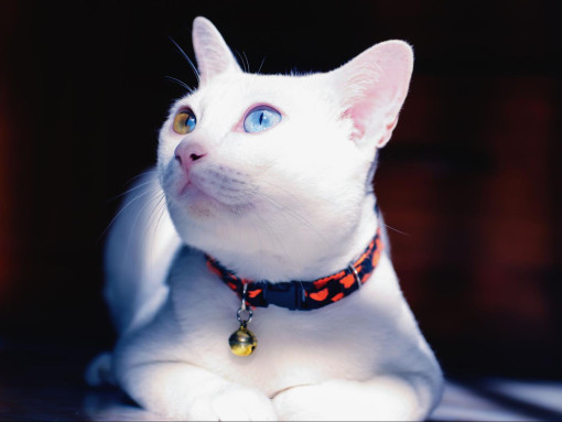 Кошка смотрит на свет