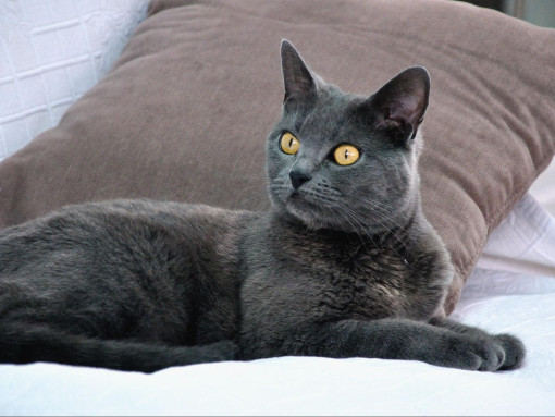 Шартрез кошка
