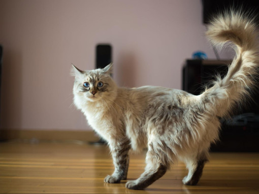 Кошка породы рэгдолл