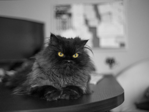 Персидская кошка