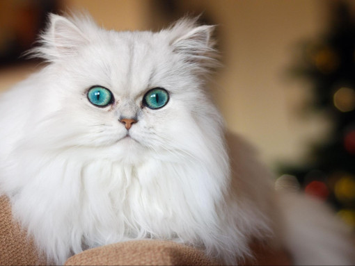 Персидская кошка