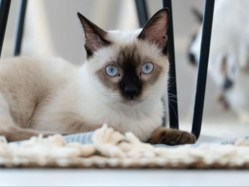 Тайская кошка