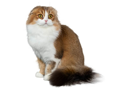 Шотландская вислоухая кошка