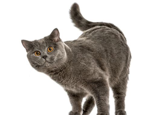 Шотландская прямоухая кошка