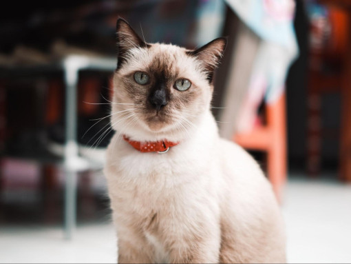 Тайская кошка