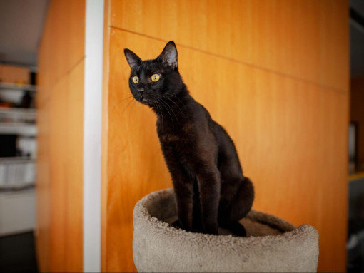Бомбейская кошка