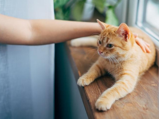 Клещ у кота: что делать хозяину