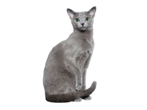 Русская голубая кошка