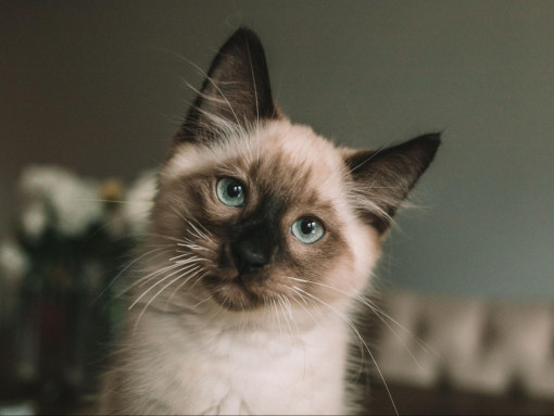 Сиамский котенок