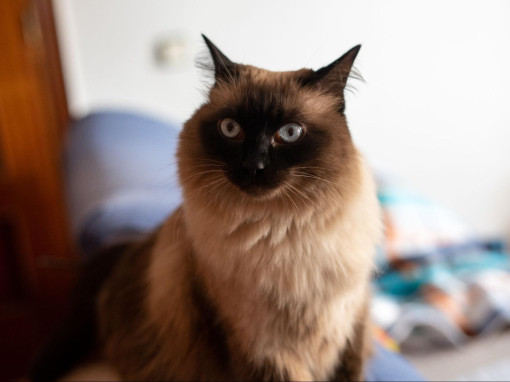 Балийская кошка