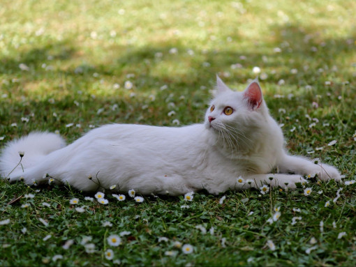 Турецкая ангора