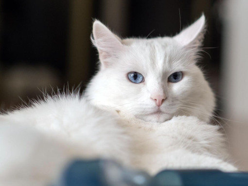 Анатолийская кошка