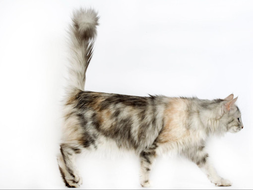 Турецкая ангора