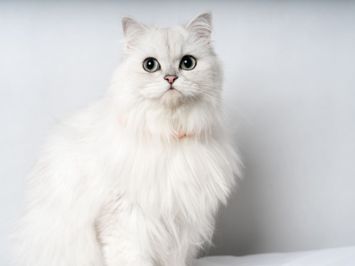 Шиншилла