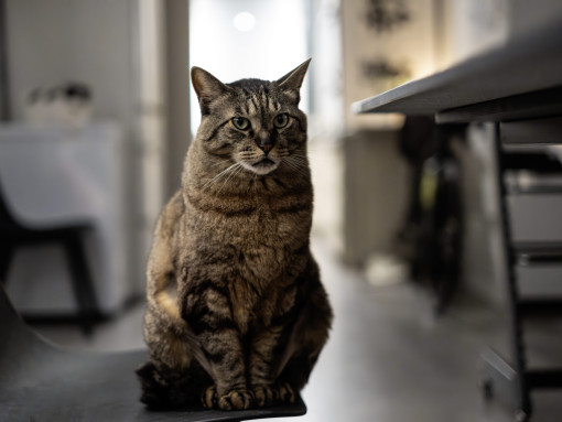 Азиатская кошка